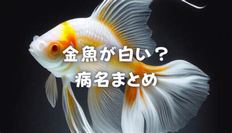 金魚頭下尾上|【完全版】金魚の病気画像一覧｜病気別の症状を画像 